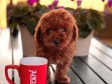 Toy Poodle Çi̇ftli̇ği̇ Yavrular