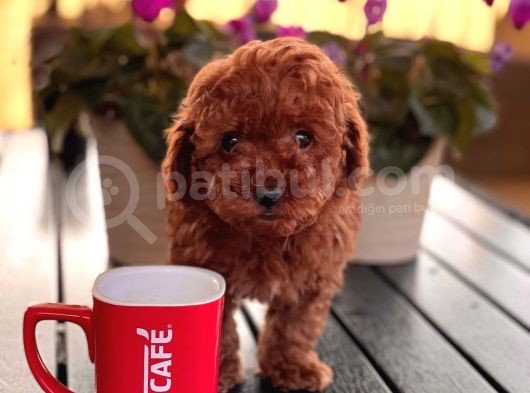 Toy Poodle Çi̇ftli̇ği̇ Yavrular