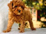 Bebek Yüzlü Toy Poodle Yavrular