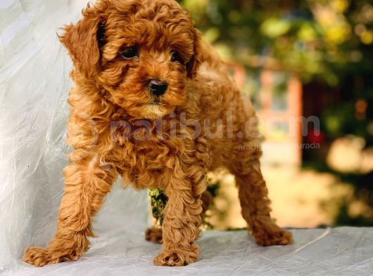 Bebek Yüzlü Toy Poodle Yavrular görsel