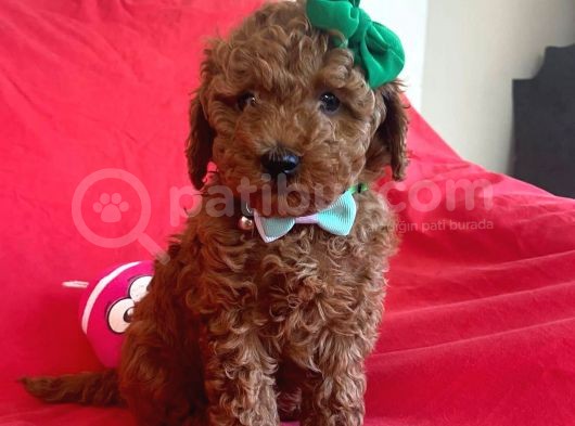 Red Toy Poodle