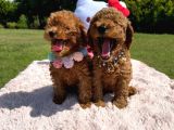 Toy Poodle