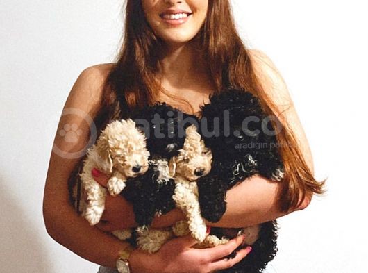 En Uygun Toy Poodle Yavrular görsel