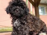 En Uygun Toy Poodle Bebekler Burada