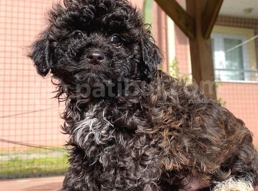 En Uygun Toy Poodle Bebekler Burada