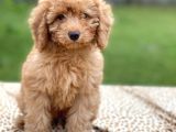 Red Brown Toy Poodle Erkek
