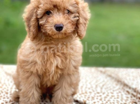 Red Brown Toy Poodle Erkek