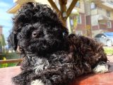 En Uygun Toy Poodle Bebekler Burada