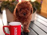 Toy Poodle Çi̇ftli̇ği̇ Yavrular