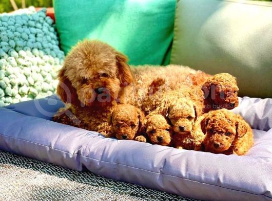 Birbirinden Güzel Toy Poodle Yavrular görsel