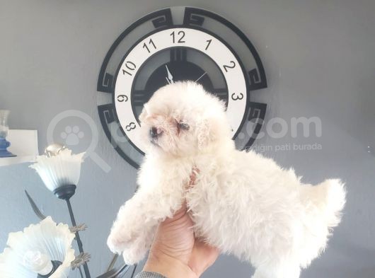 Erkek Ve Dişi Maltipoo Yavrularımız görsel