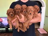 Toy Poodle