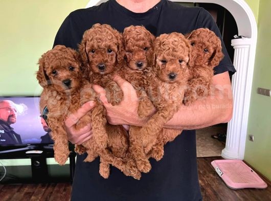 Toy Poodle