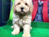 Sevi̇mli̇ Toy Poodle Yavrulari