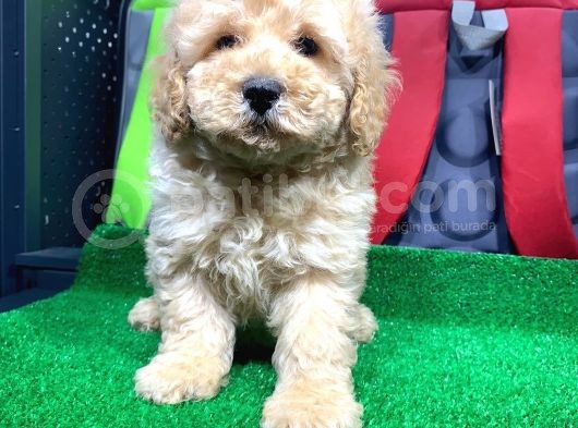Sevi̇mli̇ Toy Poodle Yavrulari