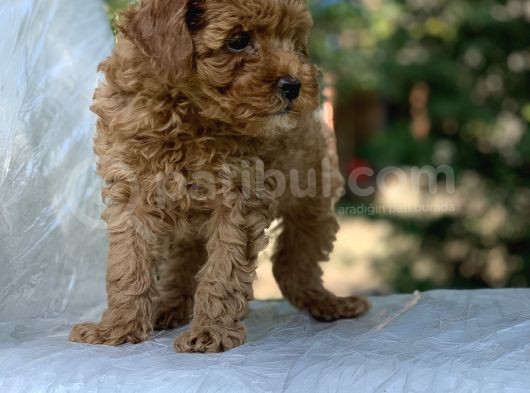 Birbirinden Güzel Toy Poodle görsel