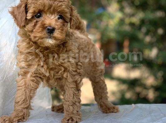 Birbirinden Güzel Toy Poodle görsel