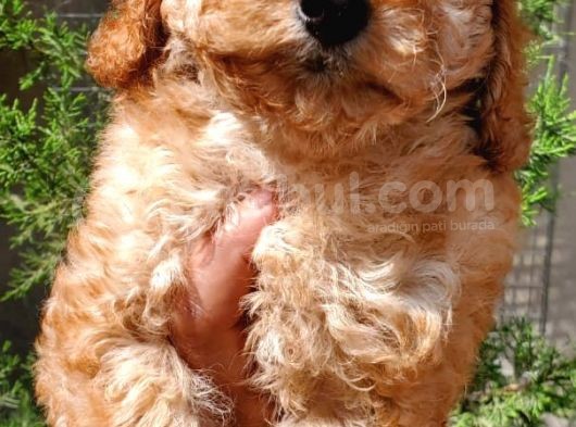 Çok Tatli Toy Poodle Yavrular görsel