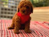 Anne Altindan Toy Poodle Yavrulari