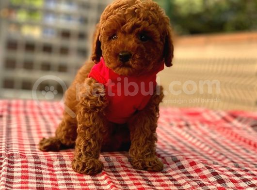 Anne Altindan Toy Poodle Yavrulari görsel