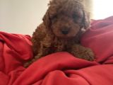 Red Toy Poodle Safkan Bebekleri̇