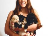 En Uygun Toy Poodle Yavrular