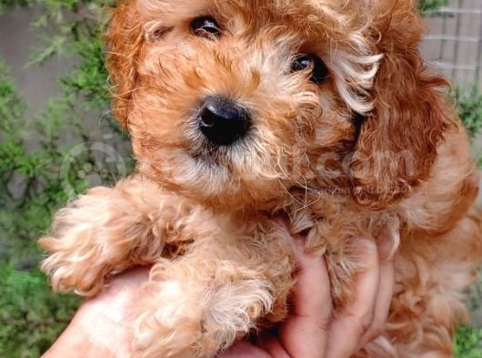 Çok Tatli Toy Poodle Yavrular görsel