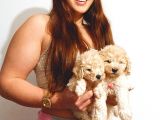 Üst Kali̇te Toy Poodle Bebekler