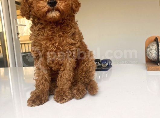 Red Brown Toy Poodle Erkek görsel