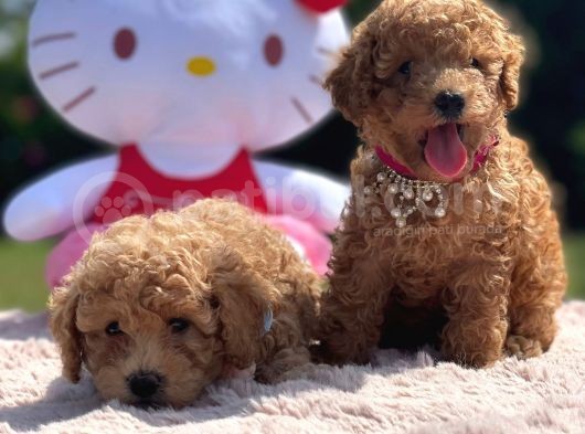 Toy Poodle görsel