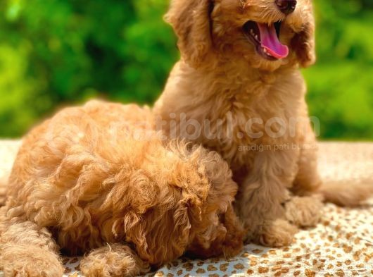 Toy Poodle Yavrular görsel