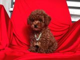 Safkan Toy Poodle