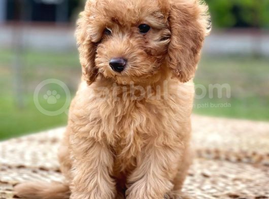 Red Brown Toy Poodle Erkek görsel