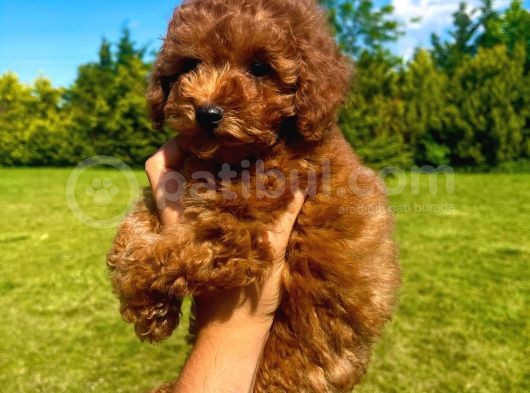 Çok Güzel Poodle Yavrular görsel