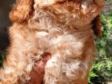 Çok Tatli Toy Poodle Yavrular