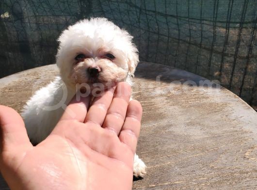 Erkek Ve Dişi Maltipoo Yavrularımız