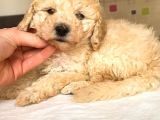 Toy Poodle Mi̇ni̇ Boy Di̇şi̇ Yavrumuz