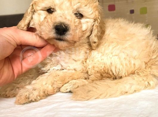 Toy Poodle Mi̇ni̇ Boy Di̇şi̇ Yavrumuz görsel