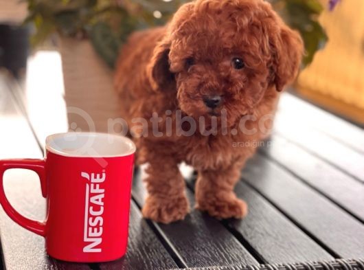Toy Poodle Çi̇ftli̇ği̇ Yavrular görsel