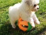 Erkek Ve Dişi Maltipoo Yavrularımız