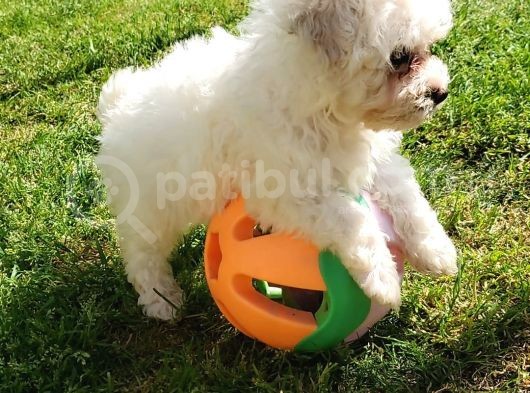 Erkek Ve Dişi Maltipoo Yavrularımız görsel