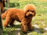 Hari̇ka Toy Poodle Yavrular