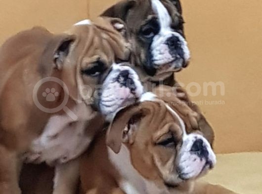 İngi̇li̇z Bulldog Yavrular görsel