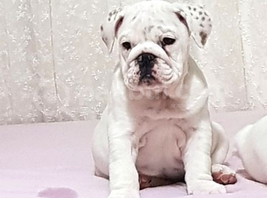 İngi̇li̇z Bulldog Yavrular görsel