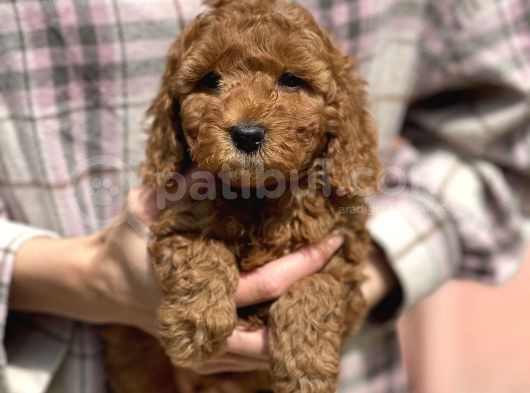 Bebek Surat Toy Poodle Yavrular