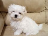Maltese Terri̇er Yavrulari
