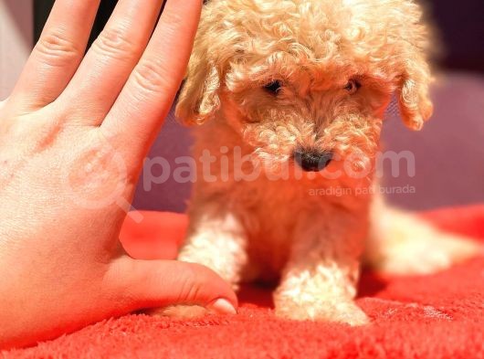 Mi̇ni̇ Boy Di̇şi̇ Toy Poodle