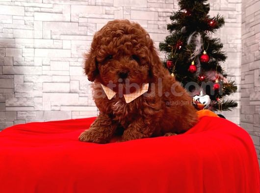 Orjinal Toy Poodle