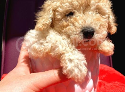 Teacup Di̇şi̇ Toy Poodle