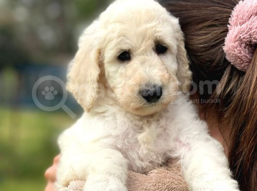 Standart Boy Irk Garantili Poodle Bebekler